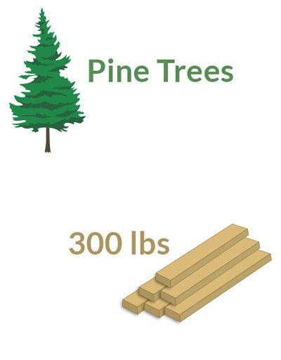 Pine Trees Produce 300 Pounds of Material in 30 Years