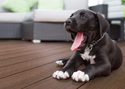 Dog laying on Denali deck