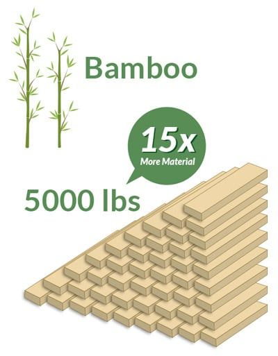 Bamboo Produces 5000 Pounds of Material in 30 Years, 15 Times More Than Pine Trees