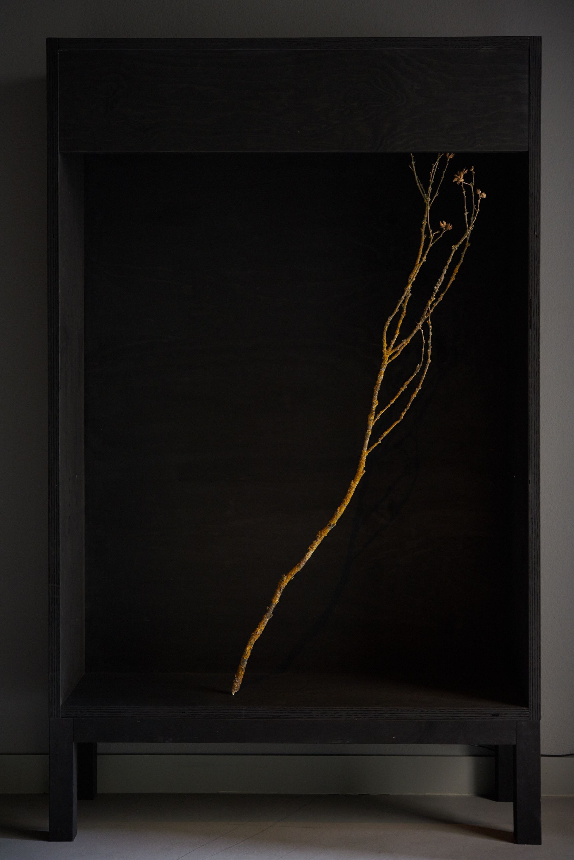 Studio Lar Image