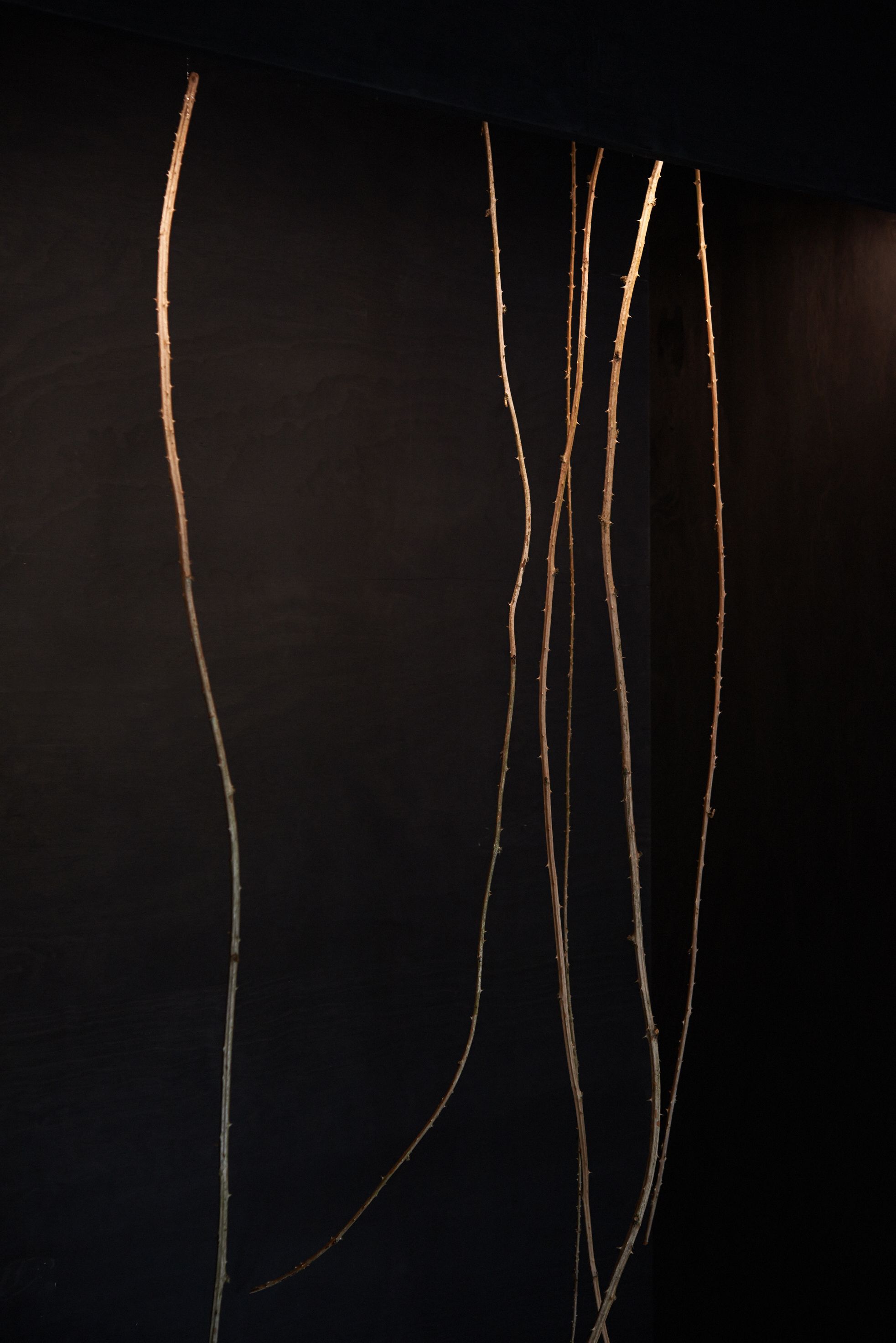Studio Lar Image