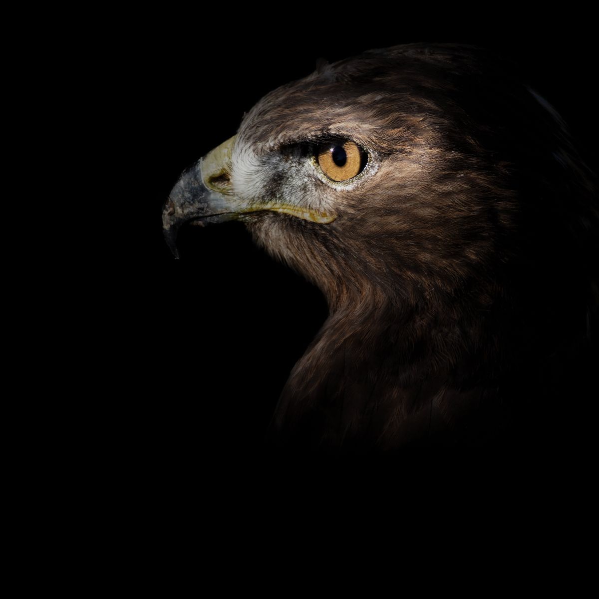 Elevating Experiences with Masterful Insight