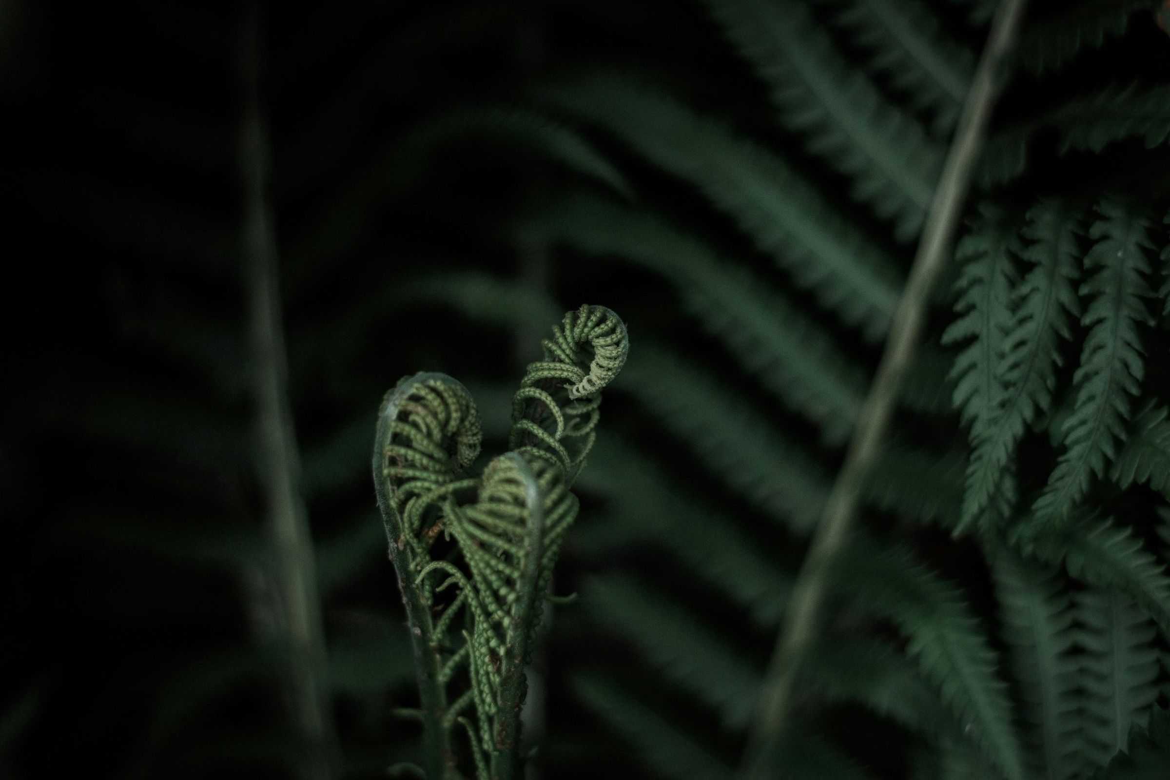Two tightly coiled fern fiddleheads unfurling in dappled light against dark native bush