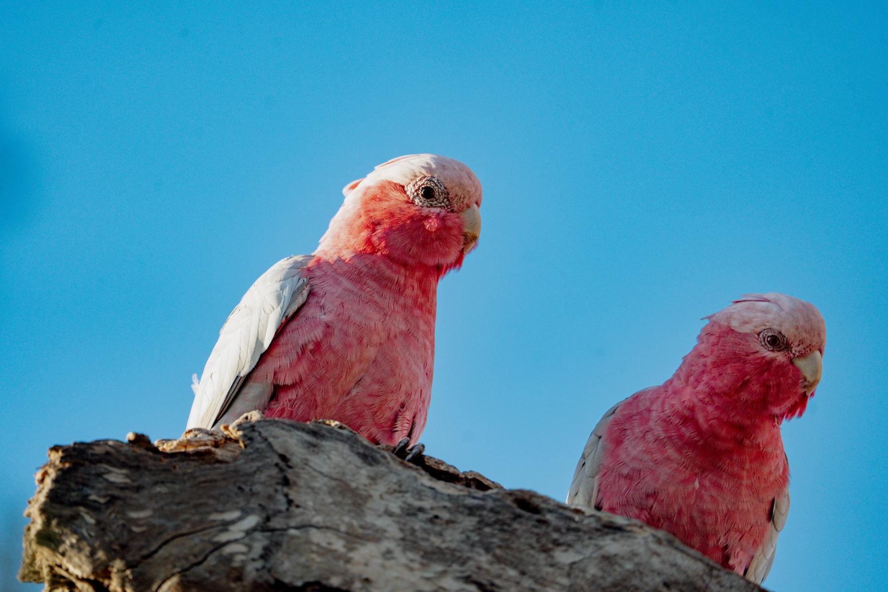 A pair of pink and grey galahs