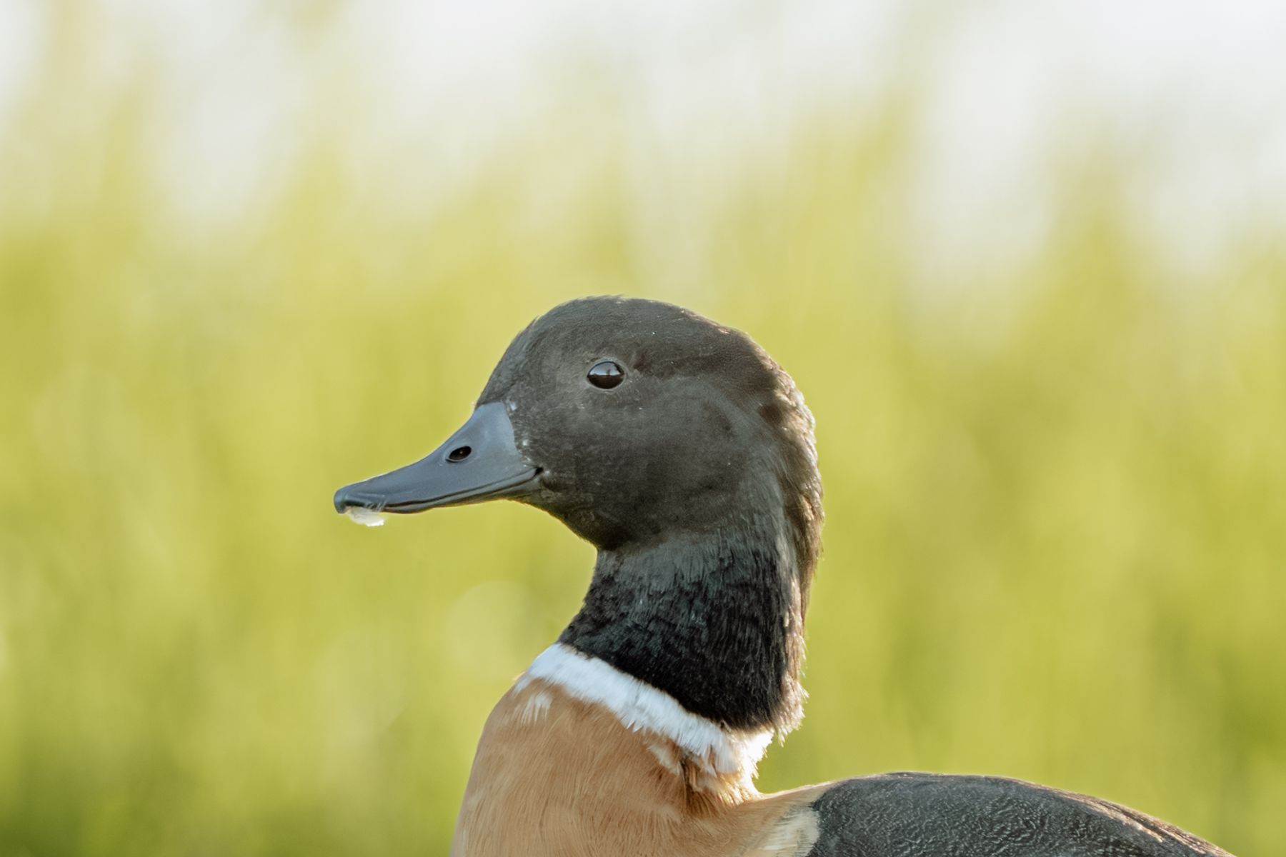 australian-shelduck