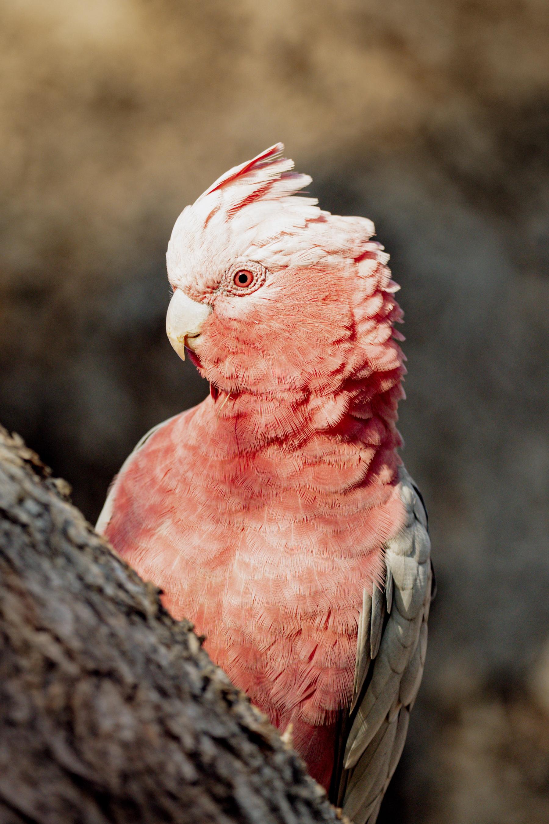 Pink and grey galah