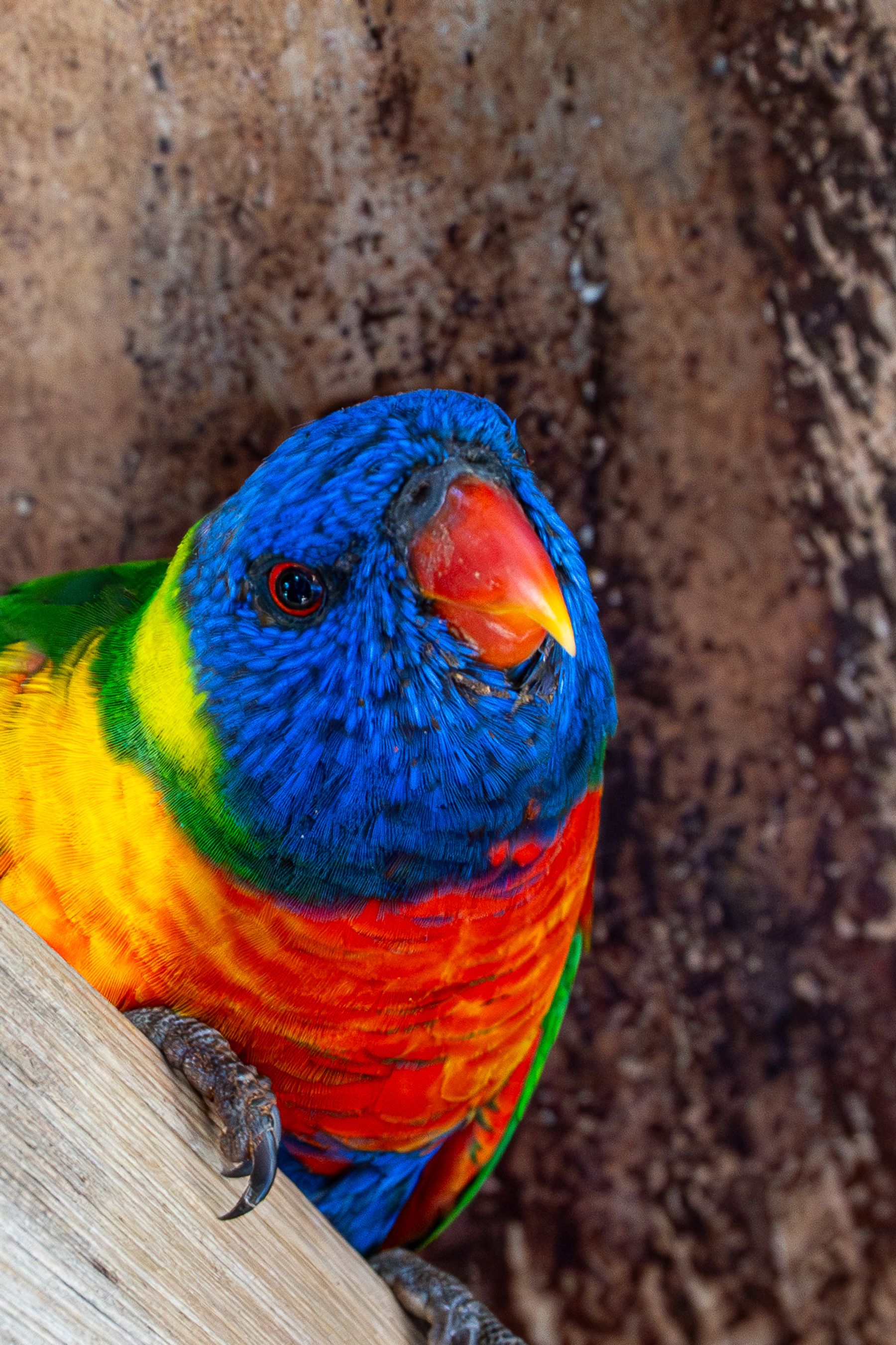 Rainbow Lorikeet