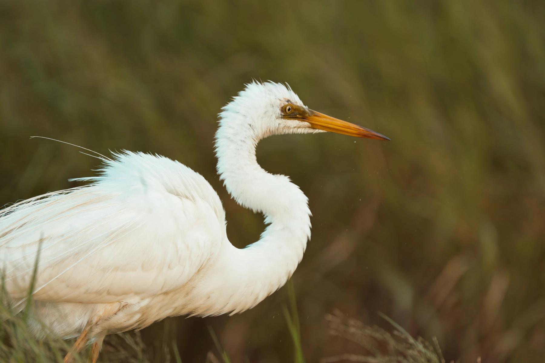 great-egret