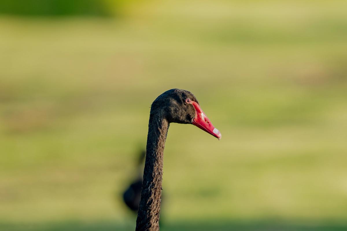 black swan head