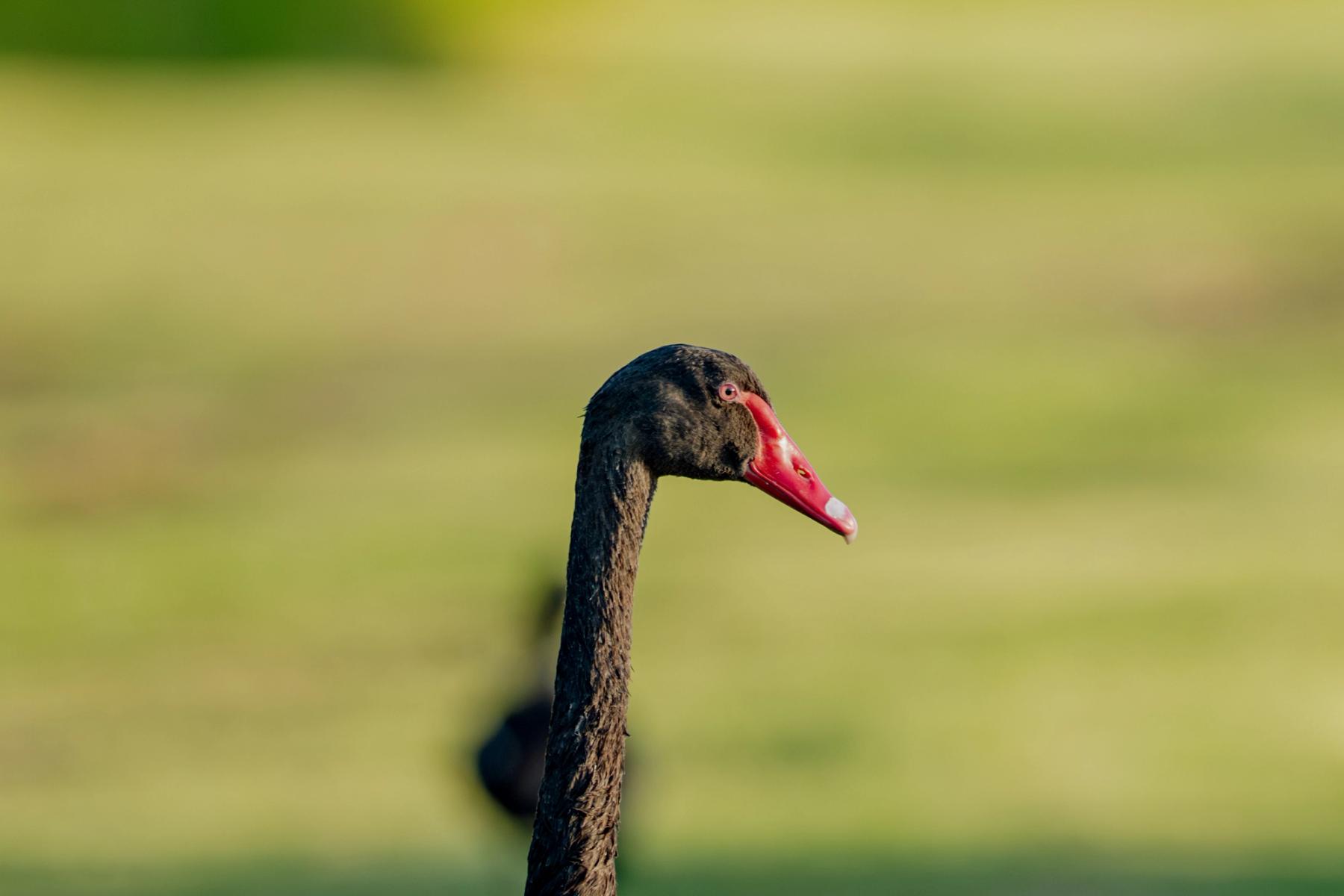 black swan head