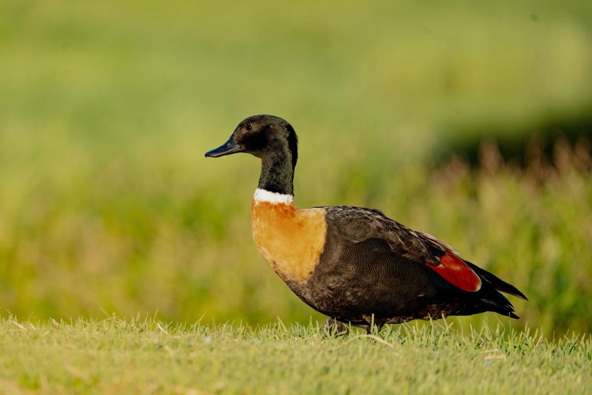 Australian Shelduck