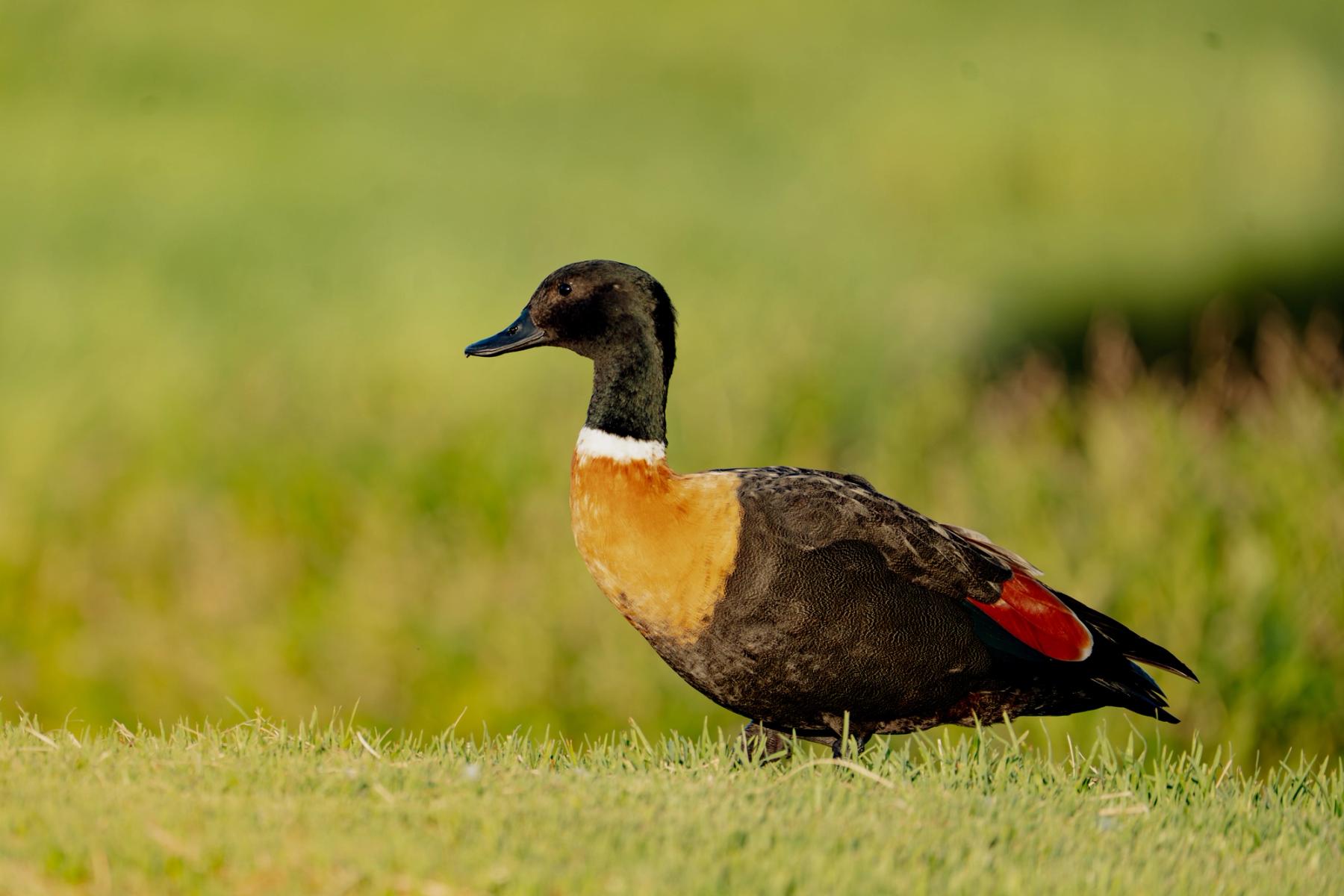 Australian Shelduck