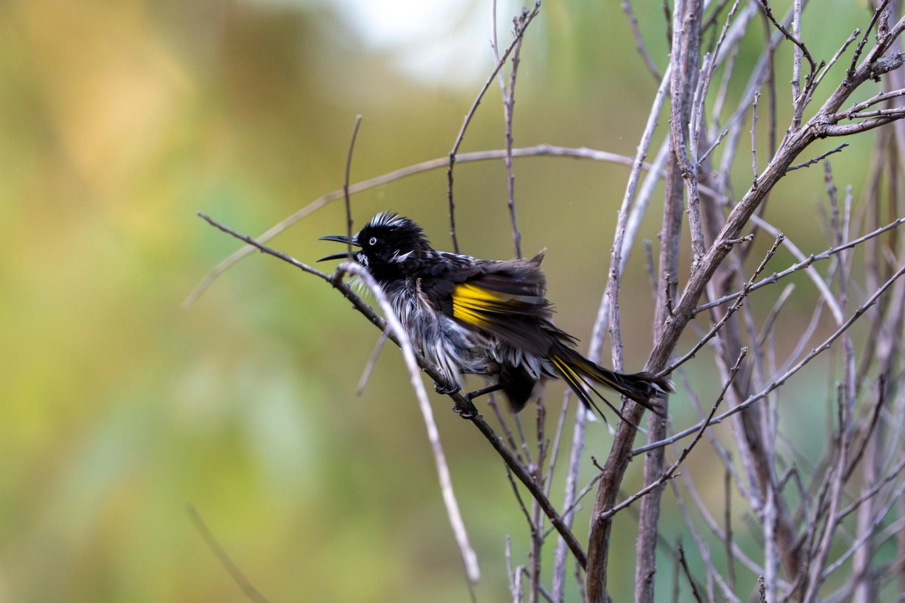 New Holland Honey Eater