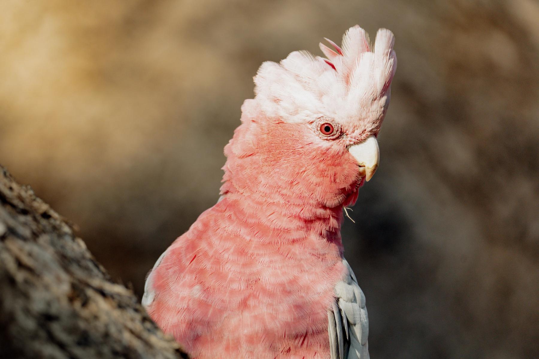 Pink and Grey Galah