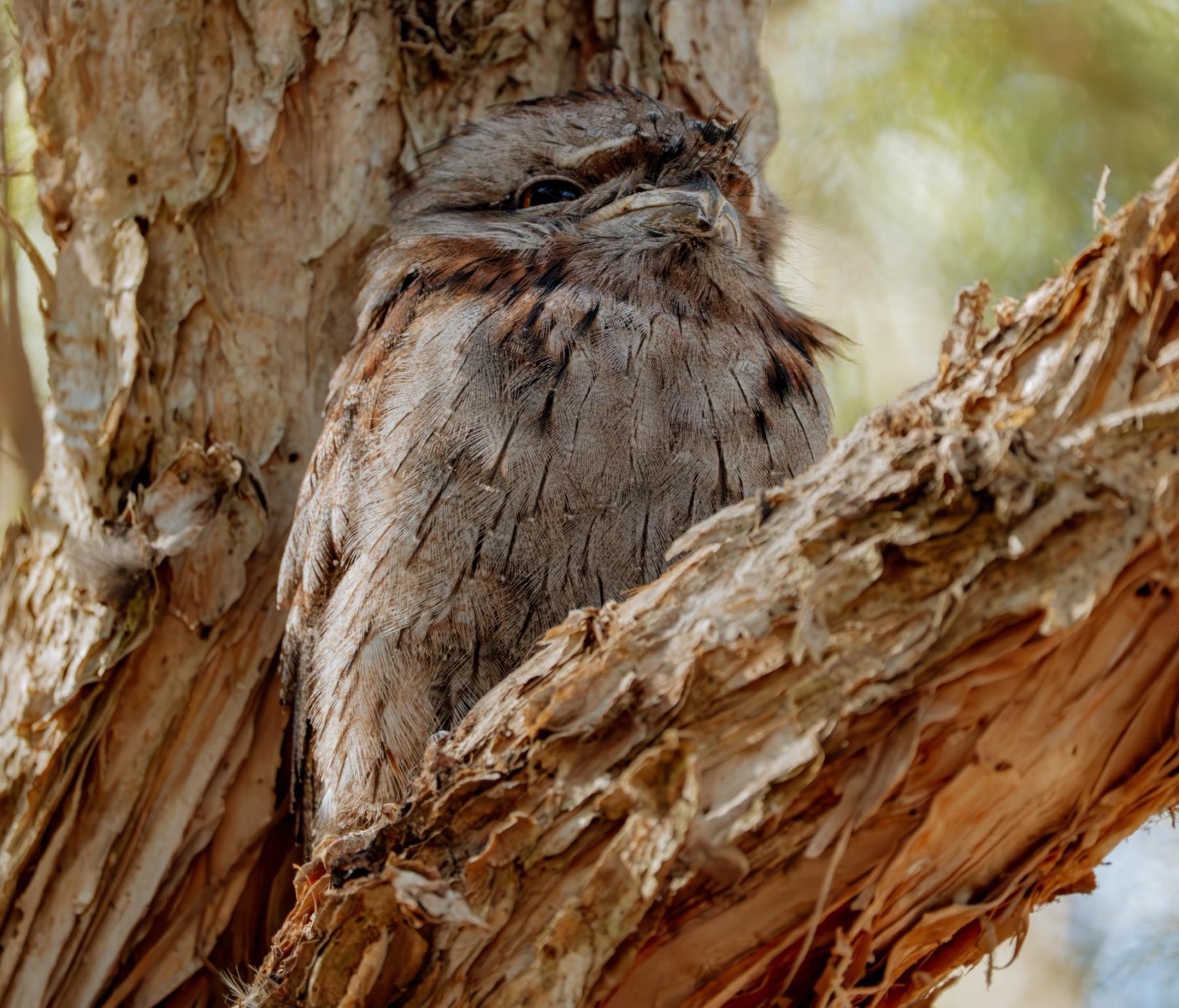Tawny Frogmouth