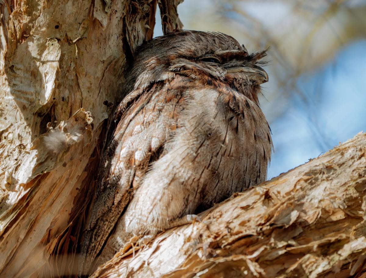 Tawny Frogmouth