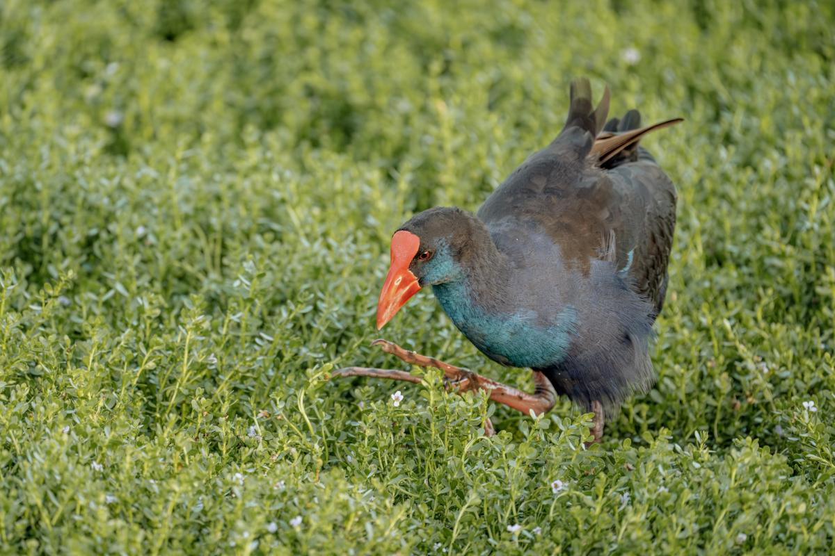 Australian Bush Hen