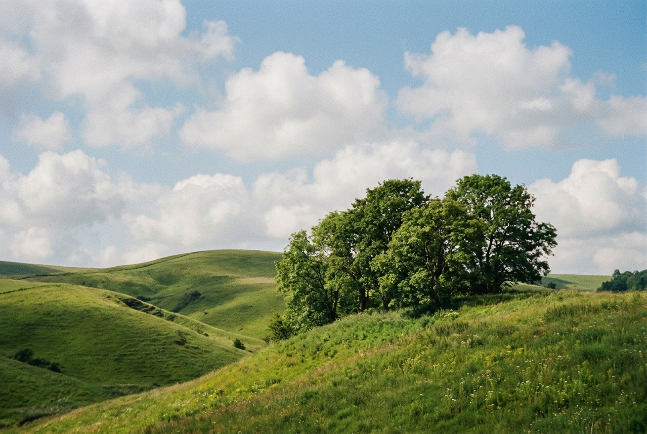 A green field and blue skyes