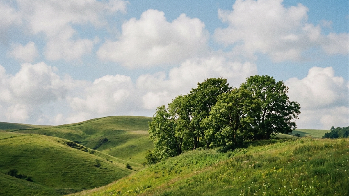 A green field and blue skyes