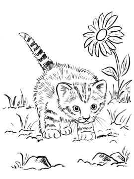 kleurplaat kitten op avontuur