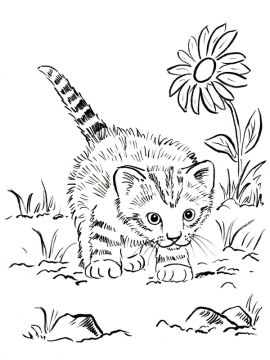 kleurplaat kitten op avontuur