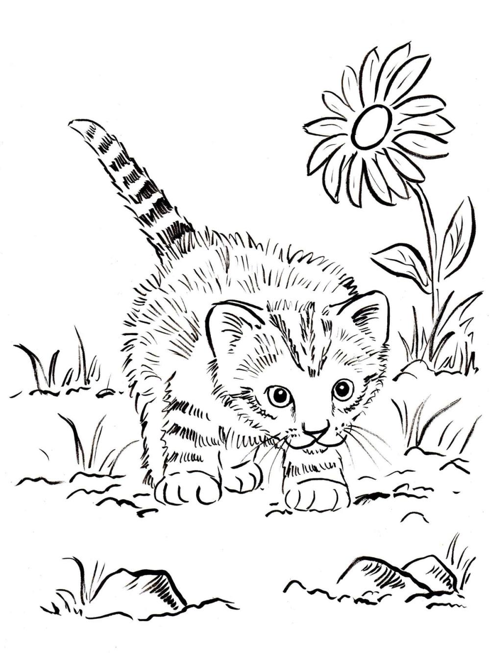 kleurplaat kitten op avontuur
