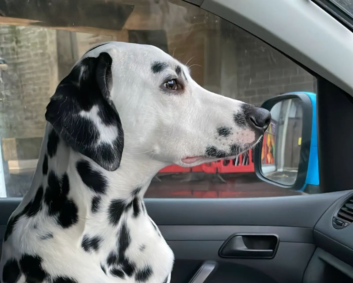 Molly the Dalmatian enjoying a comfortable car bed with AutoChain branding, showcasing safe pet travel solutions