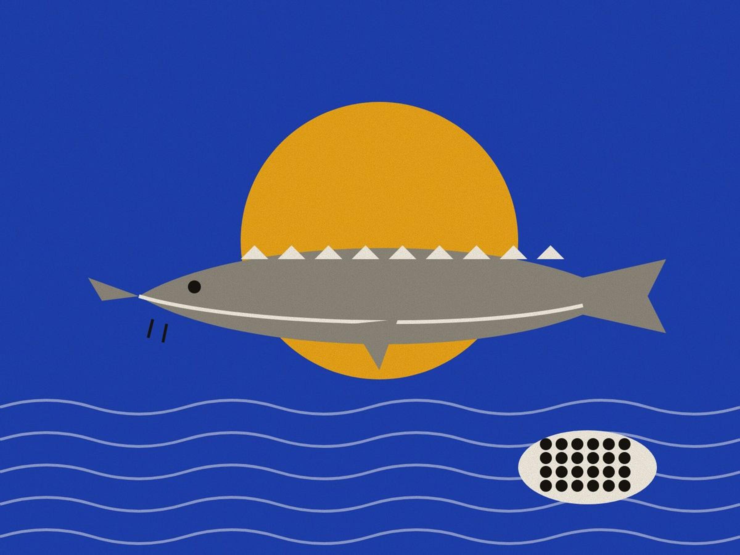 A geometric Caspian sturgeon with its long snout, barbels and rows of bony scutes, swimming before a saffron halo on lapis, above the waves, with a dish of black caviar.