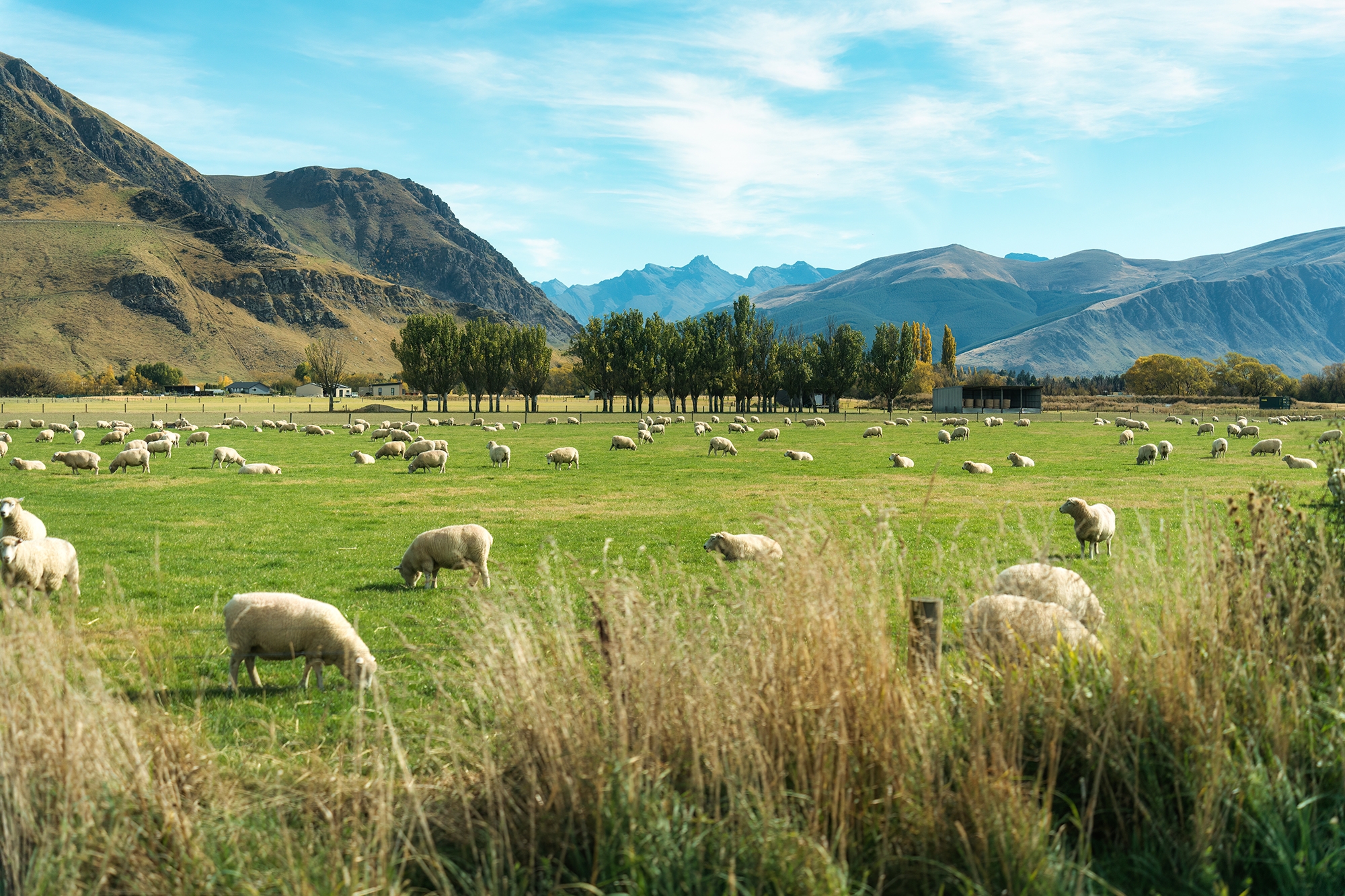 New Zealand sheep farming landscape