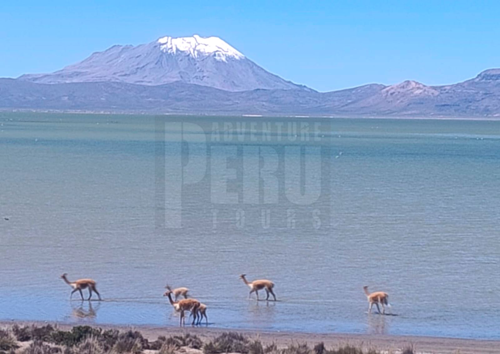 DAY TRIP & HIKING AT LAGUNA DE SALINAS AREQUIPA - Photo 6