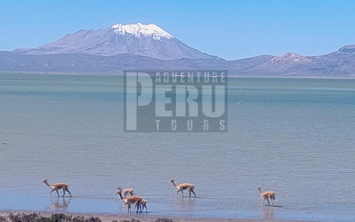 Daily trip to Laguna Salinas in Arequipa Peru