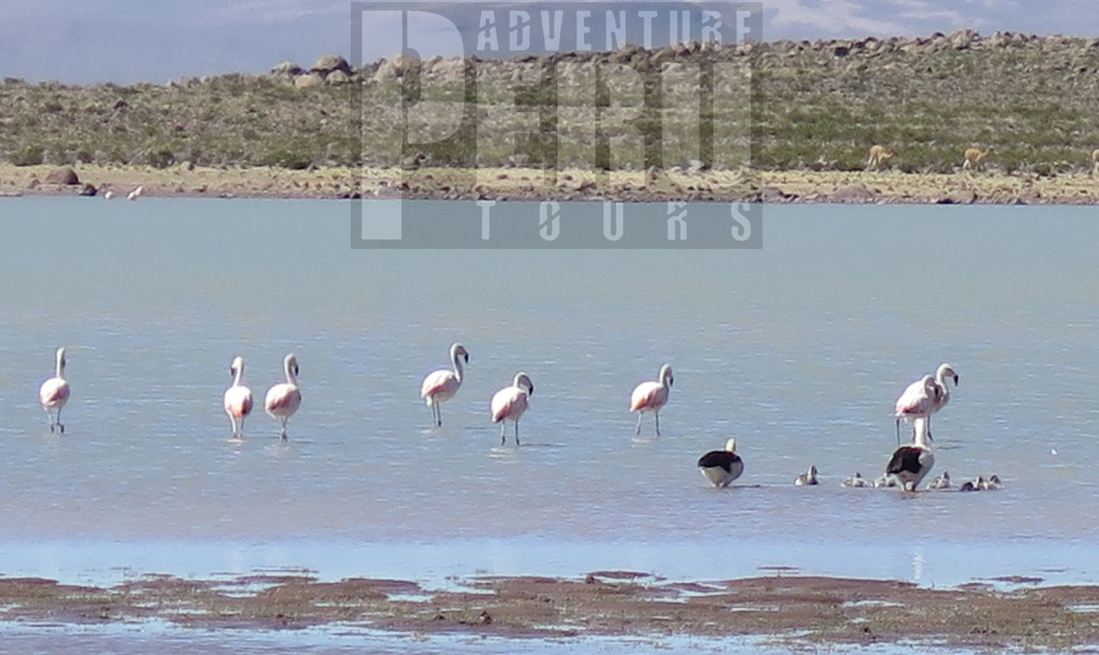 2 DAYS TRIP FROM PUNO TO COLCA CANYON AND TO AREQUIPA BY PRIVATE CAR - Photo 3