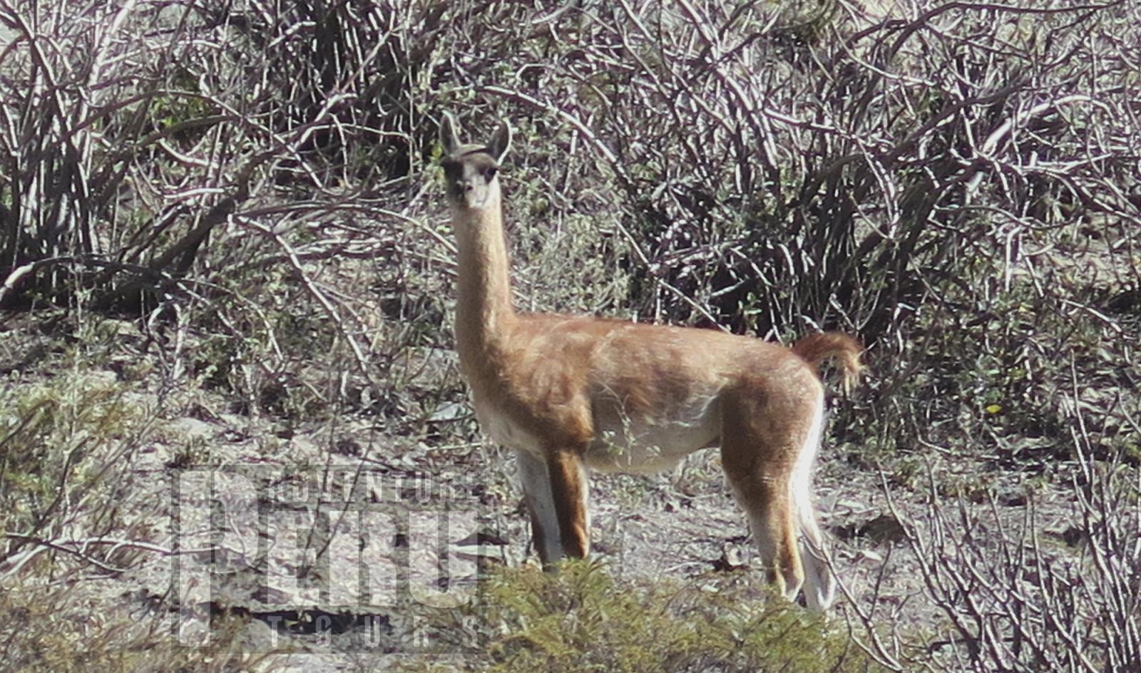 2 DAYS TRIP FROM PUNO TO COLCA CANYON AND TO AREQUIPA BY PRIVATE CAR - Photo 7