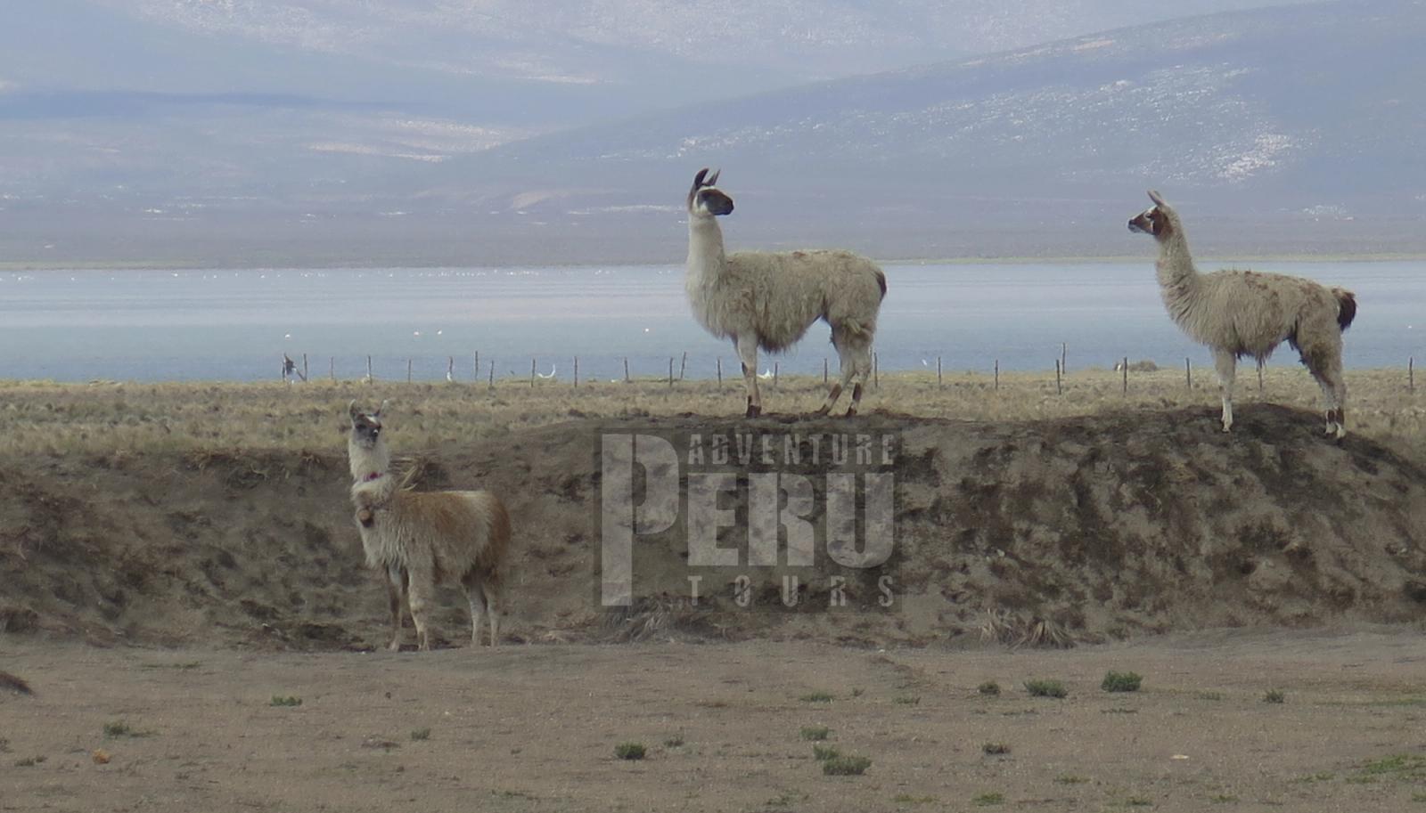 PRIVATE TRANSFER FROM AREQUIPA LAGUNA SALINAS SILLUSTANI PUNO Or Vice Versa - Photo 3