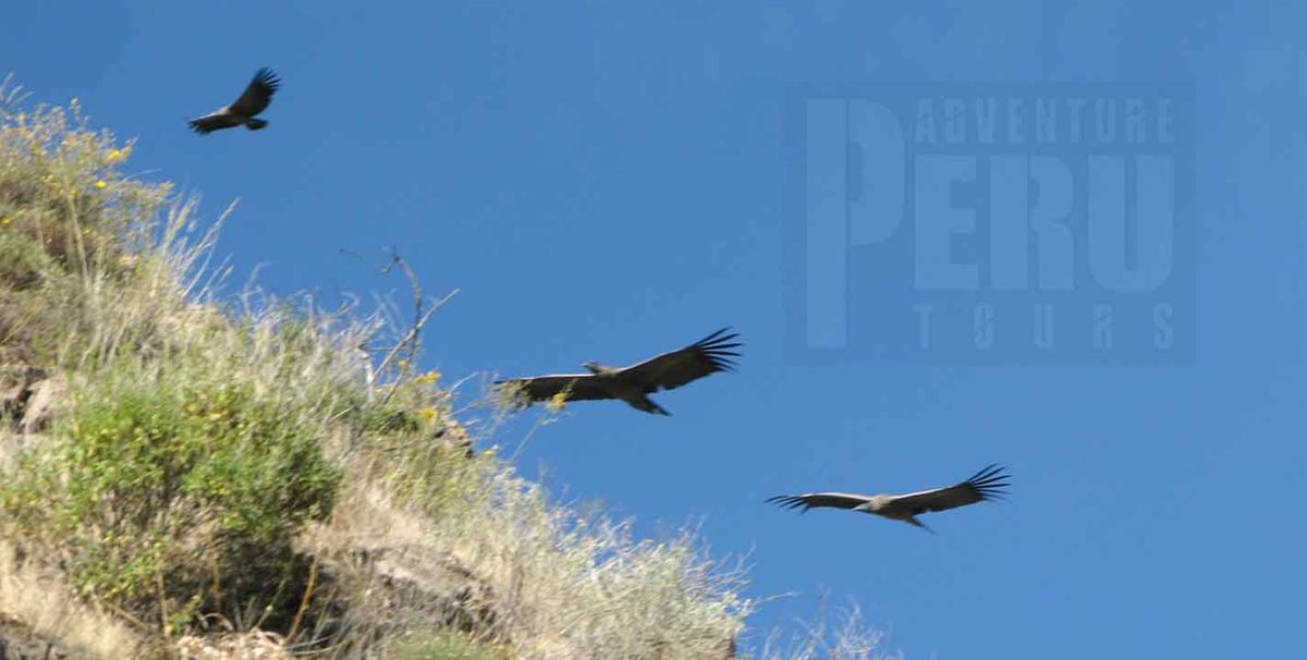 Watching the Andean Condors flying in the Colca canyon.