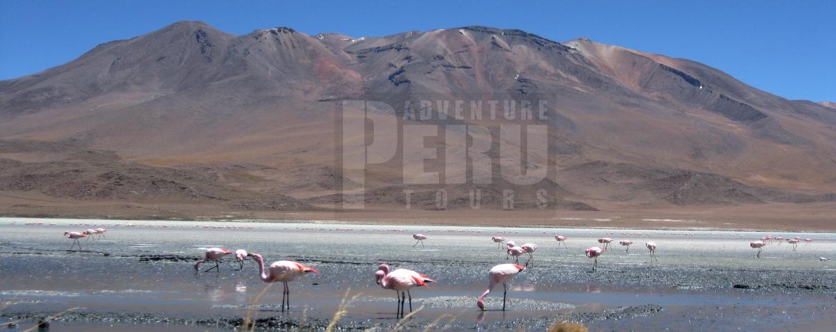 Bird watching trip at laguna Salinas.