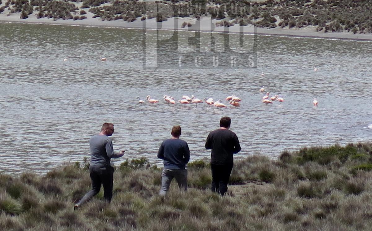 Flamingo watching at Laguna Salinas