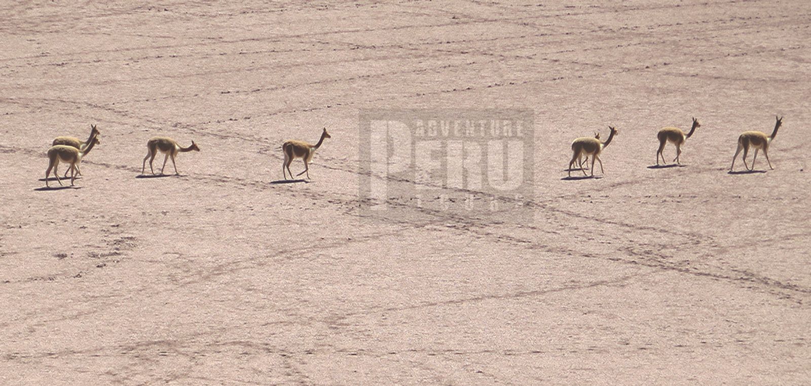 TRIP TO SUMBAY CAVE PAINTINGS - RUPESTRIAN ARTS AND PAMPAS CAÑAHUAS WILDLIFE - Photo 7