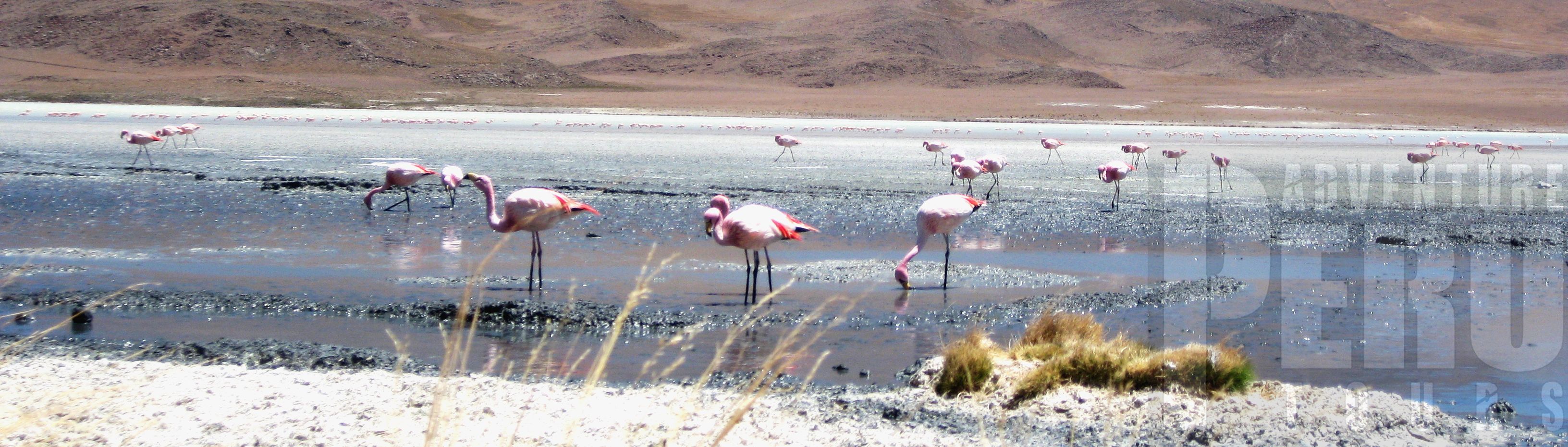 2DAY TRIP TO LAGUNA DE SALINAS AND COLCA CANYON