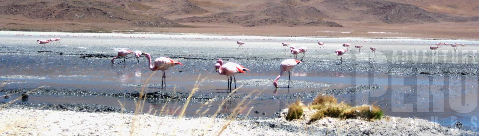2DAY TRIP TO LAGUNA DE SALINAS AND COLCA CANYON - Photo 1