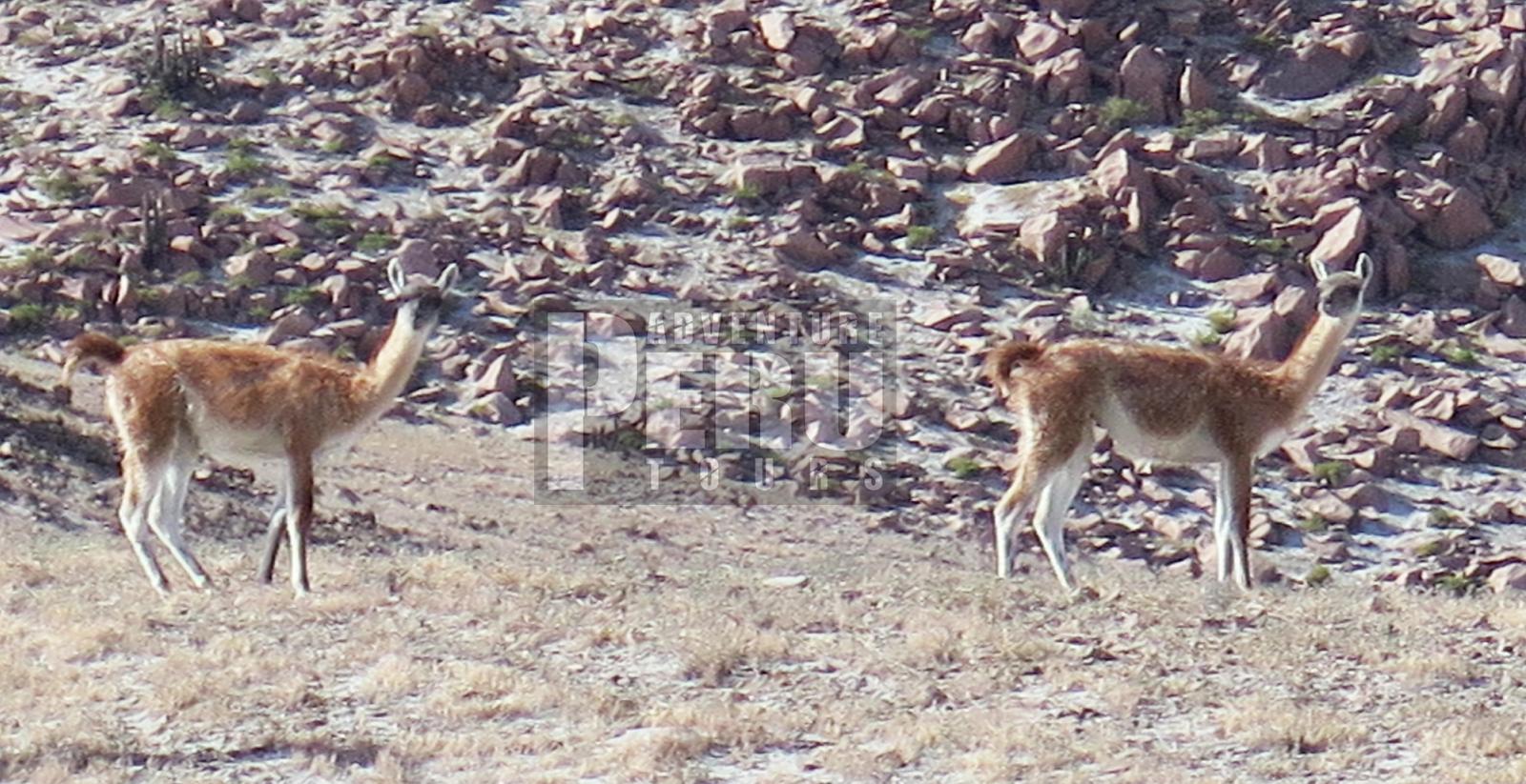 TRIP TO SUMBAY CAVE PAINTINGS - RUPESTRIAN ARTS AND PAMPAS CAÑAHUAS WILDLIFE - Photo 6