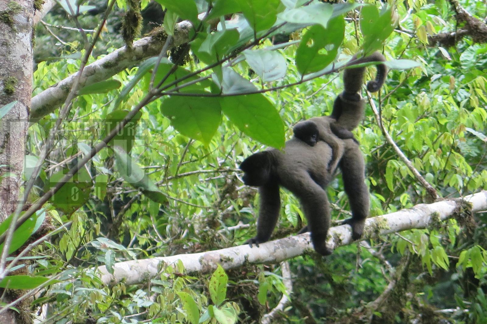 EVERY DAY TRIP TO MANU CLOUD FOREST FROM CUSCO - Photo 6