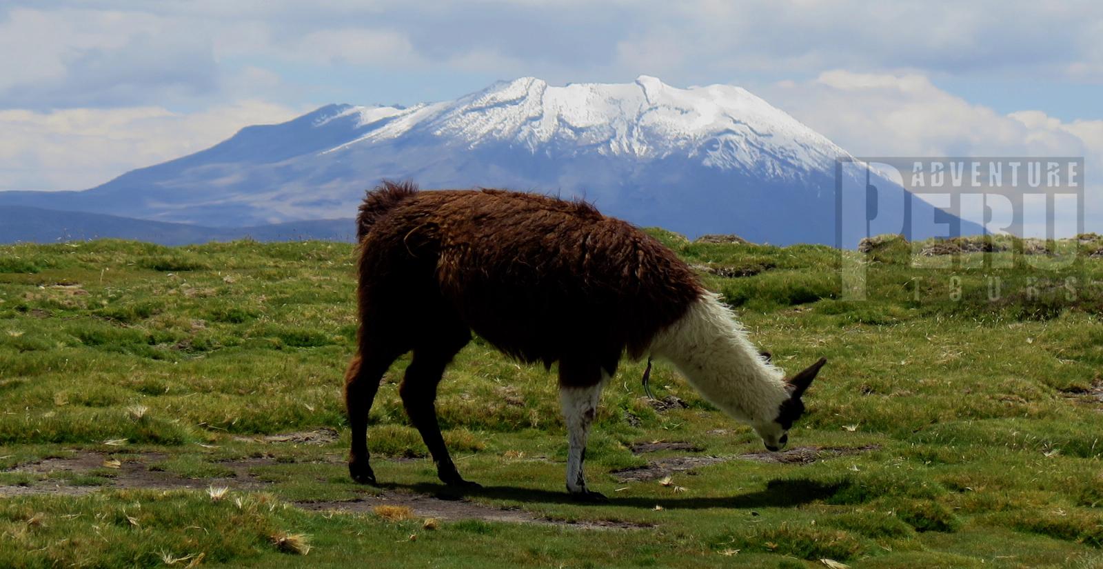 PRIVATE TRANSFER FROM AREQUIPA LAGUNA SALINAS SILLUSTANI PUNO Or Vice Versa - Photo 6