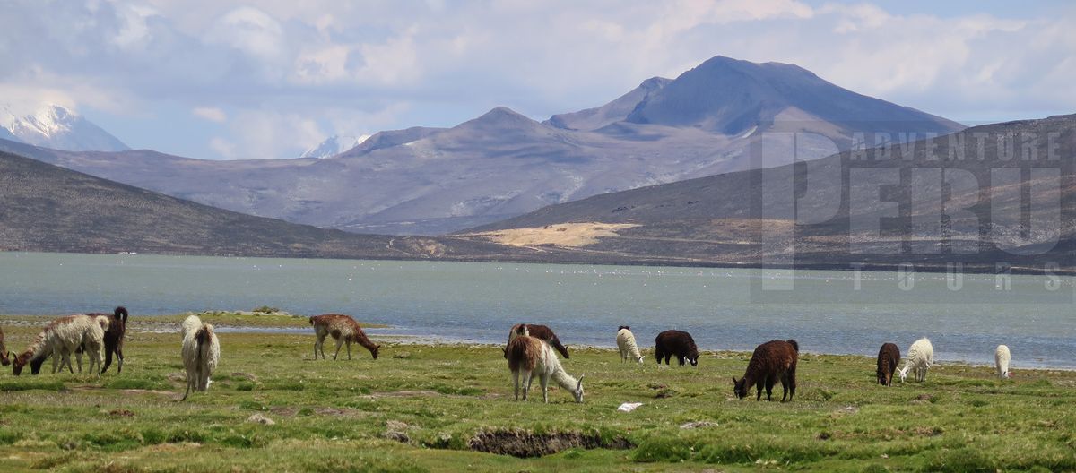 Salinas wildlifre trip from Arequipa.