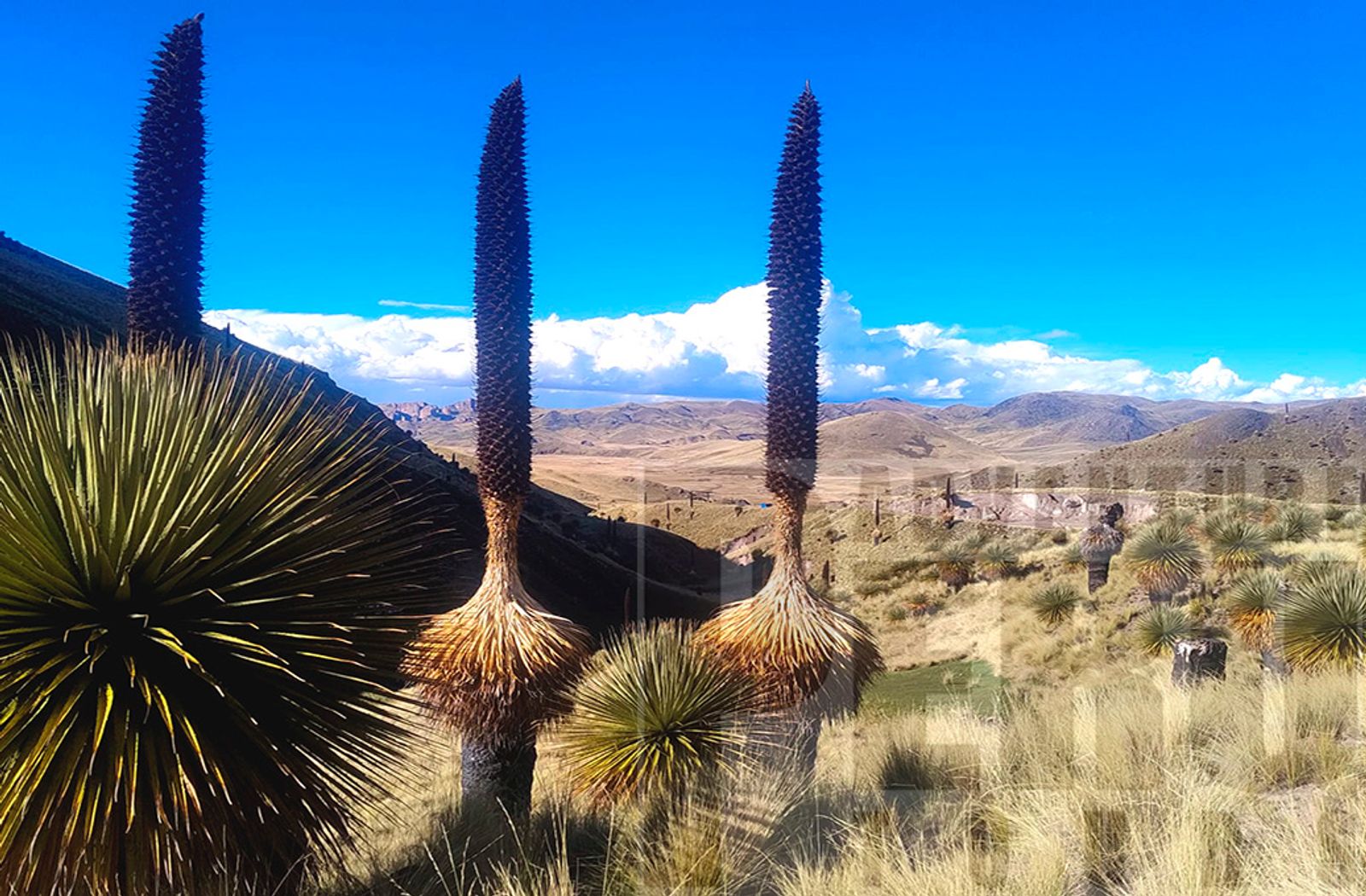 SIGHTSEEING TOUR FROM CUZCO TO PUNO WITH RAINBOW MOUNTAIN Or Vice Versa - Photo 7