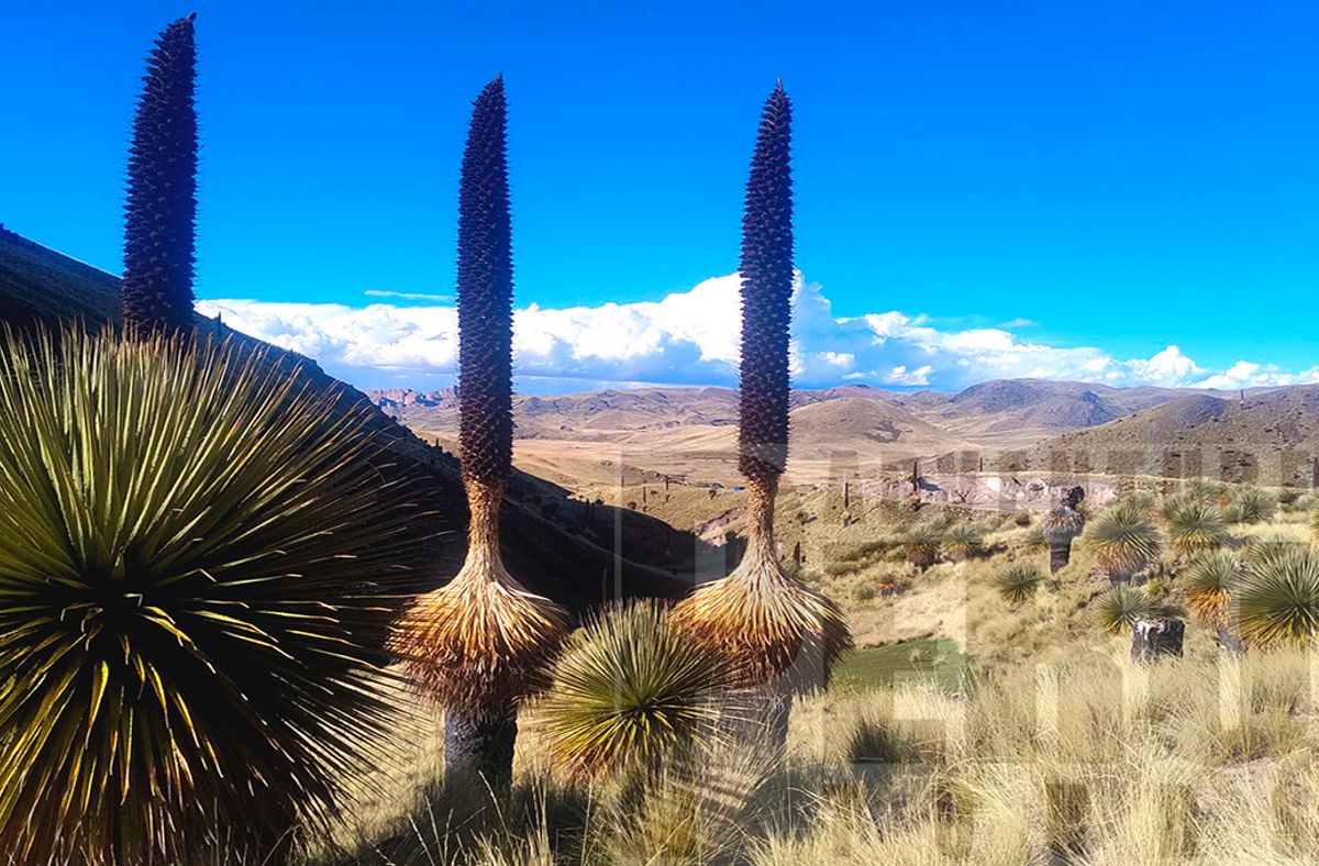 Trip to visit the Puyas de Raimondi on the Andes of Peru.