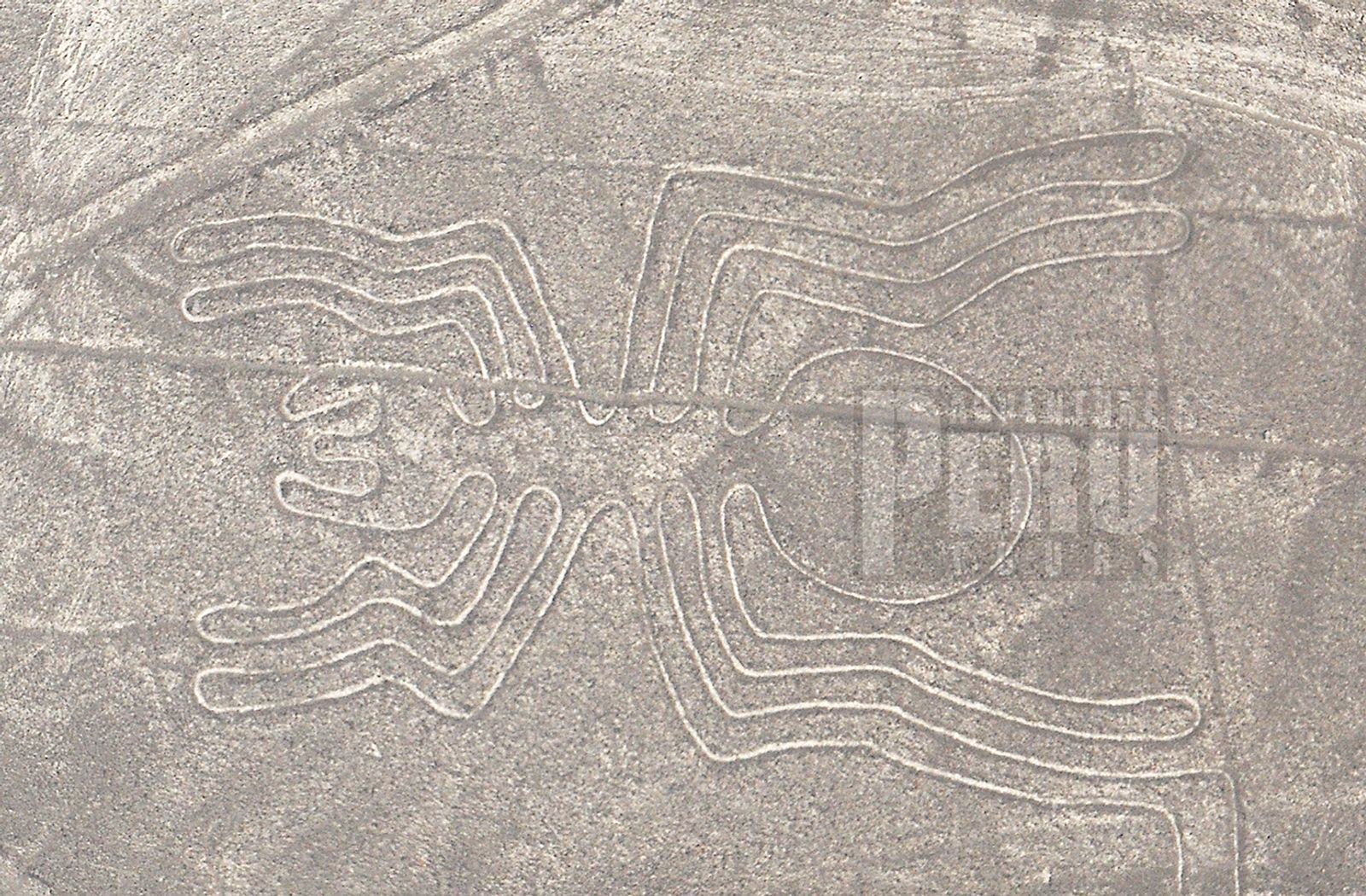 LIMA - PARACAS NATIONAL RESERVE - BALLESTAS ISLANDS - LA HUACACHINA - NASCA LINES - Photo 3