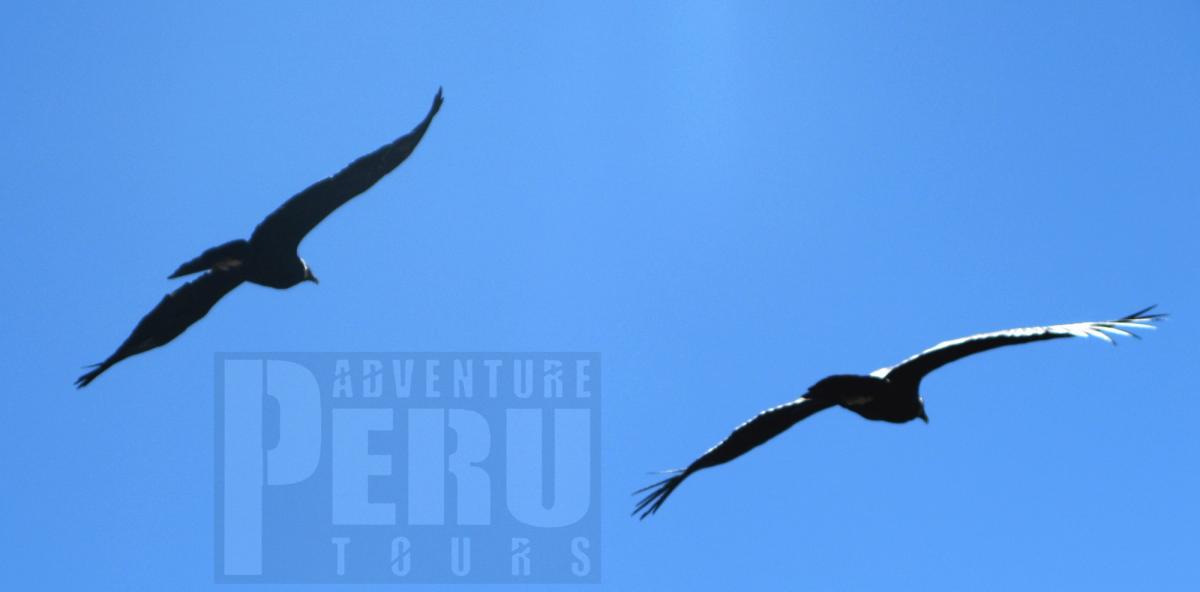 Great Condor's watching at Mirador Cruz Del Condor