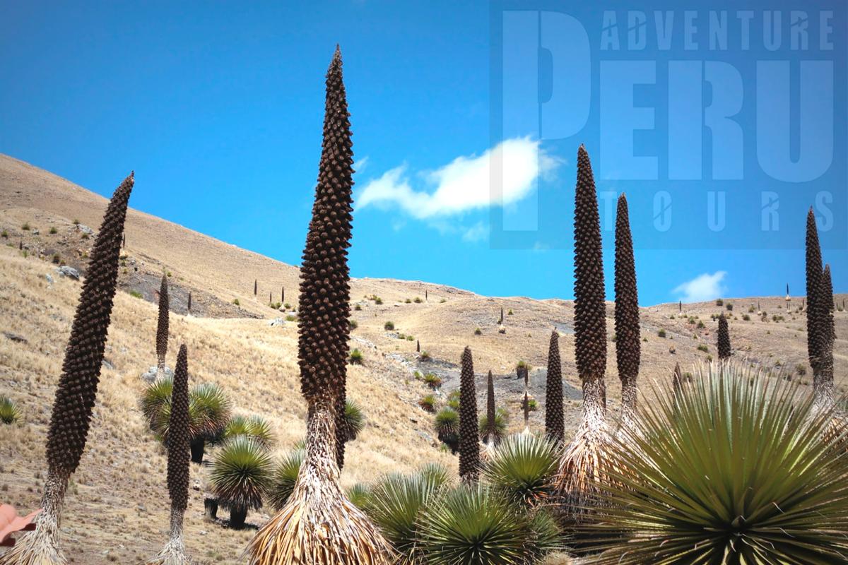 Puya Raimondi, one of the biggest forest located in Puno Peru.