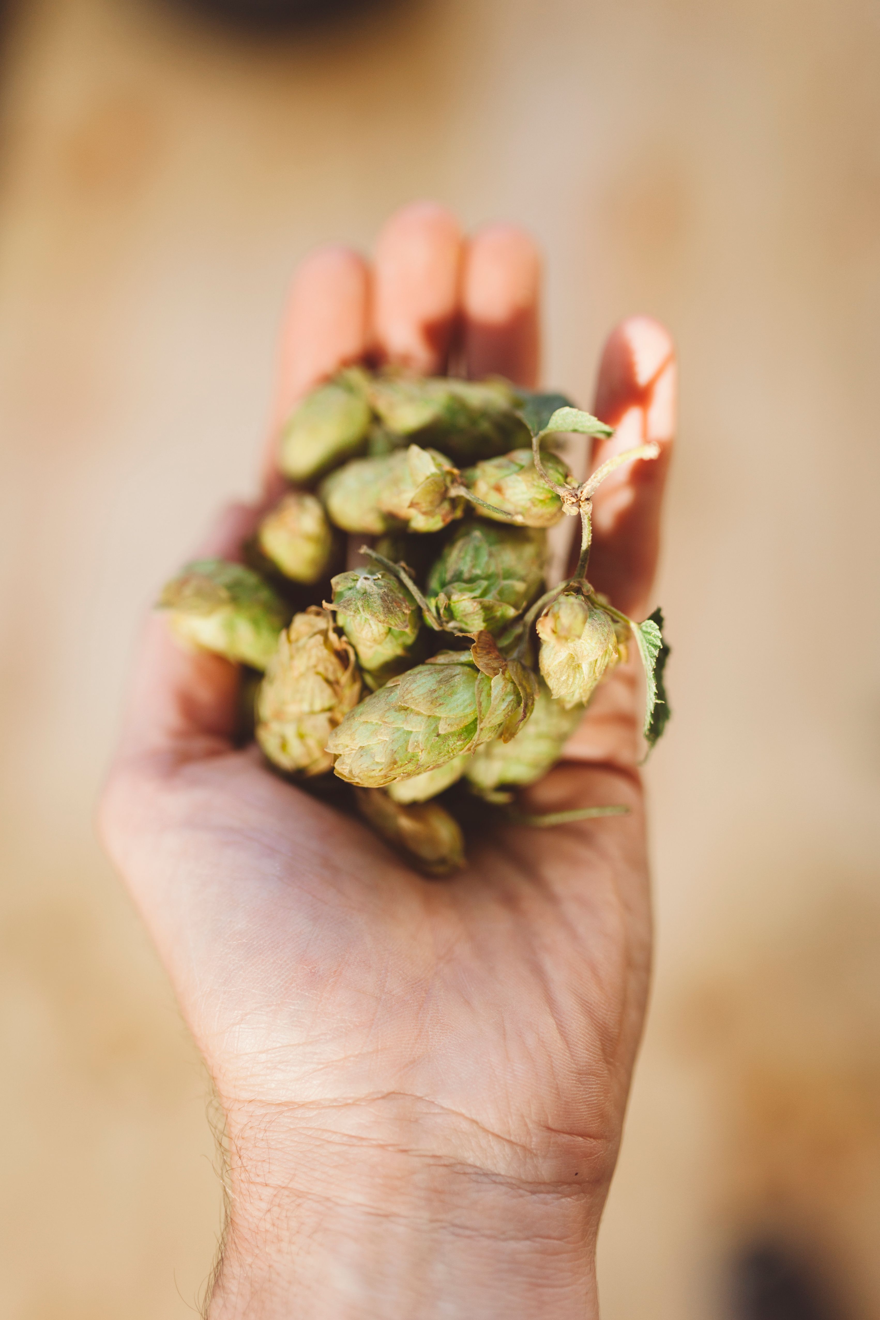 Residual Fermentable Sugars: What Can Still Happen After Primary Fermentation?